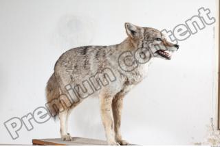 Wolf body photo reference 0001